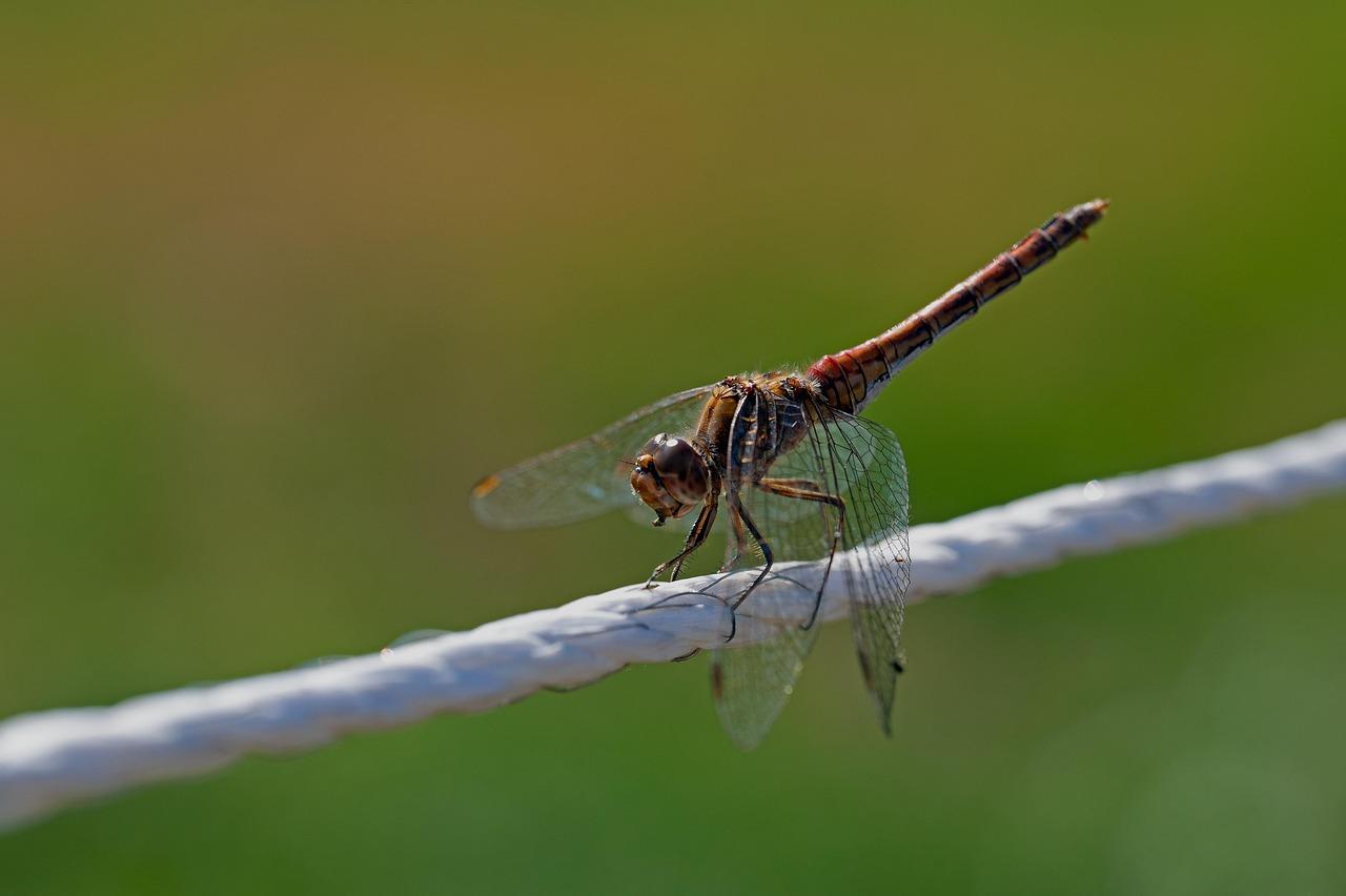 συμπτώματα
