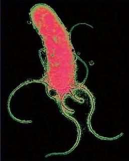 ελικοβακτήριο