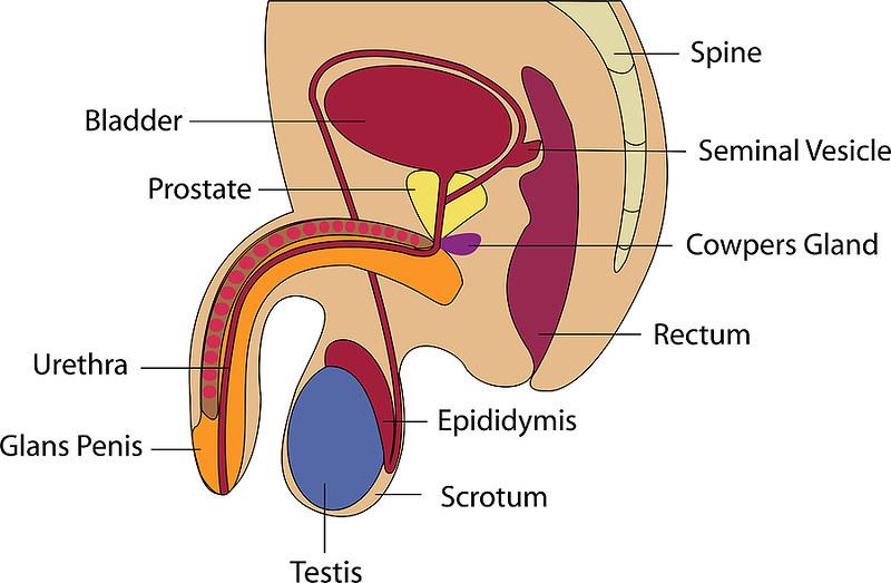 υπερτροφία του προστάτη